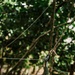 The image shows a fishing or rigging setup suspended from a tree branch in a wooded outdoor environment. A cylindrical green object, likely a fishing float or bobber, hangs from a cord tied to a branch, with a thin line (possibly fishing line) extending horizontally. The background consists of dense green foliage with bokeh effect, suggesting a shallow depth of field.