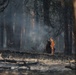 Brewer Fire