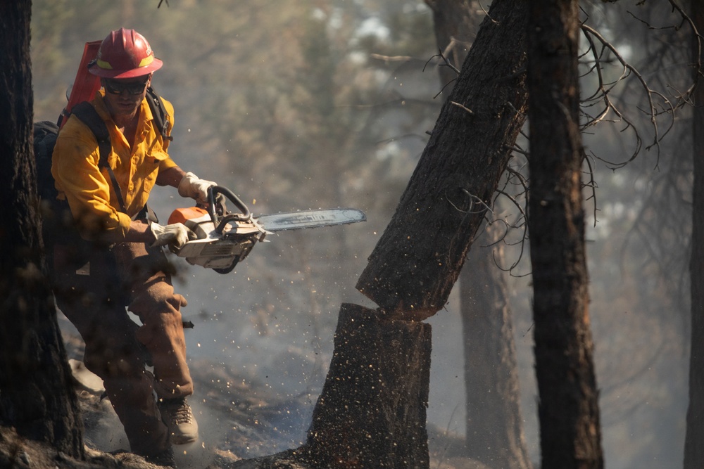 Brewer Fire Hazard Tree Felling