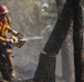 Brewer Fire Hazard Tree Felling