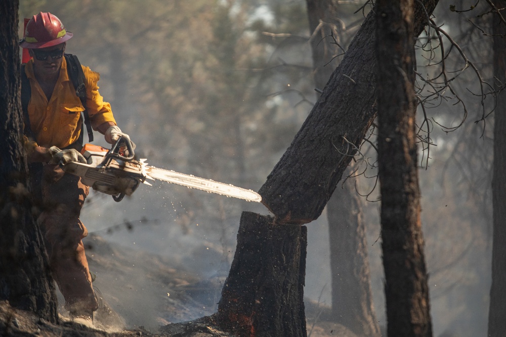 Brewer Fire Hazard Tree Felling