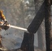 Brewer Fire Hazard Tree Felling