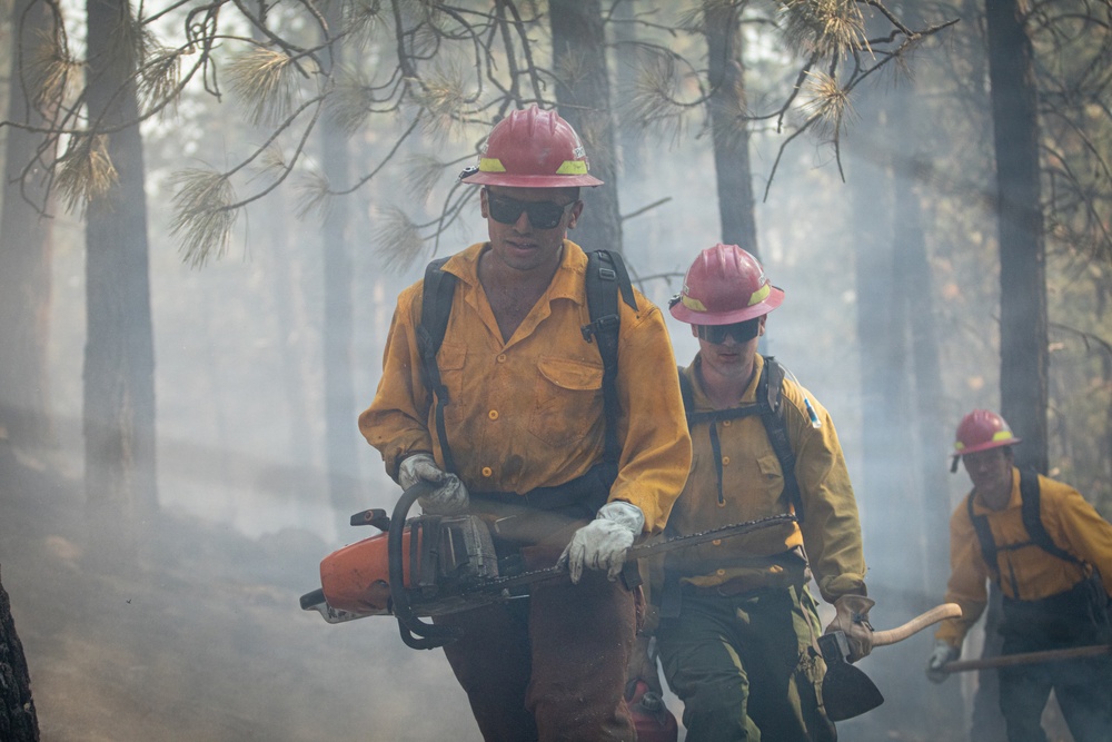 Brewer Fire Hazard Tree Felling