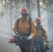 Brewer Fire Hazard Tree Felling