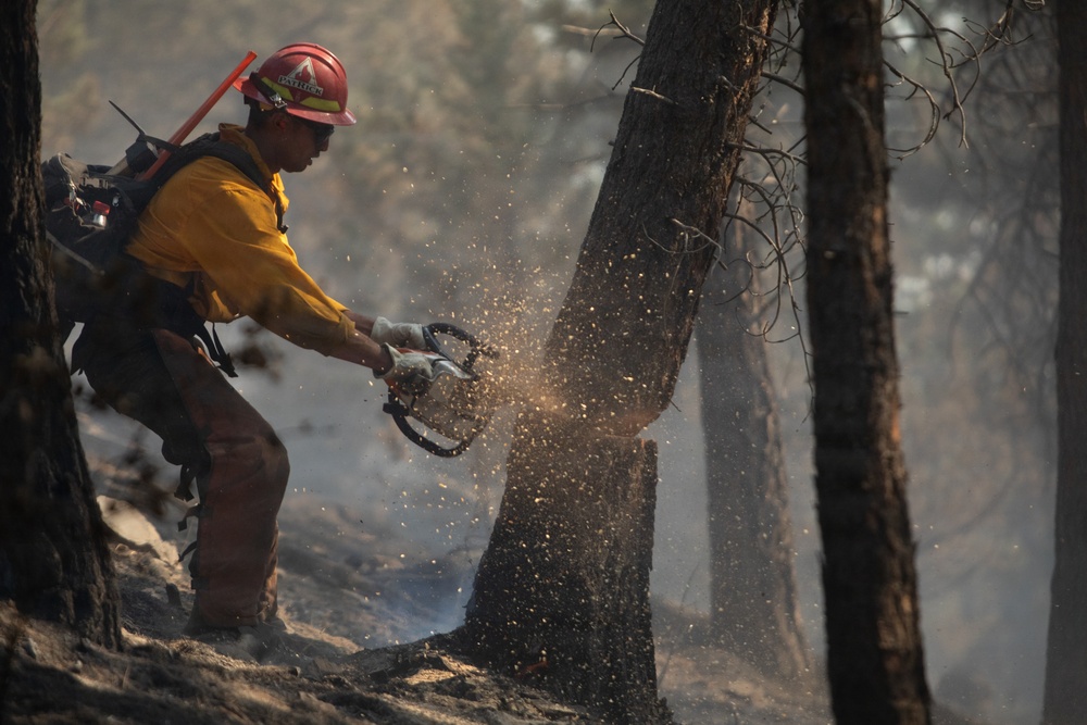 Brewer Fire Hazard Tree Felling