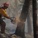 Brewer Fire Hazard Tree Felling