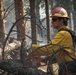 Brewer Fire Hazard Tree Felling