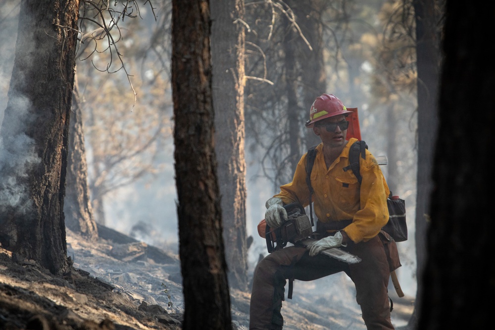 Brewer Fire Hazard Tree Felling