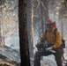 Brewer Fire Hazard Tree Felling
