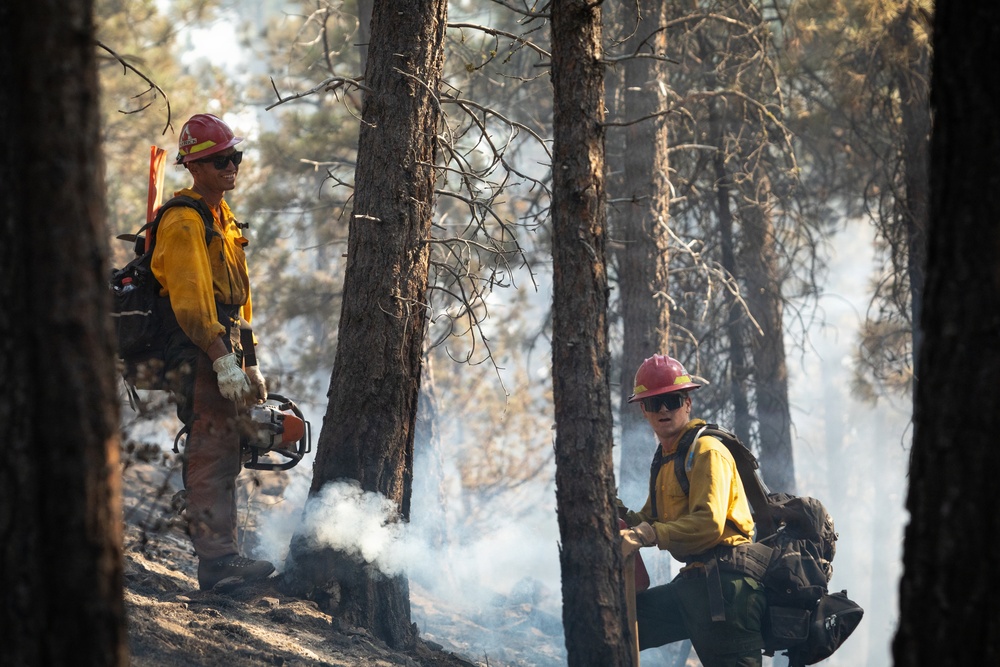 Brewer Fire Hazard Tree Felling