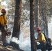 Brewer Fire Hazard Tree Felling