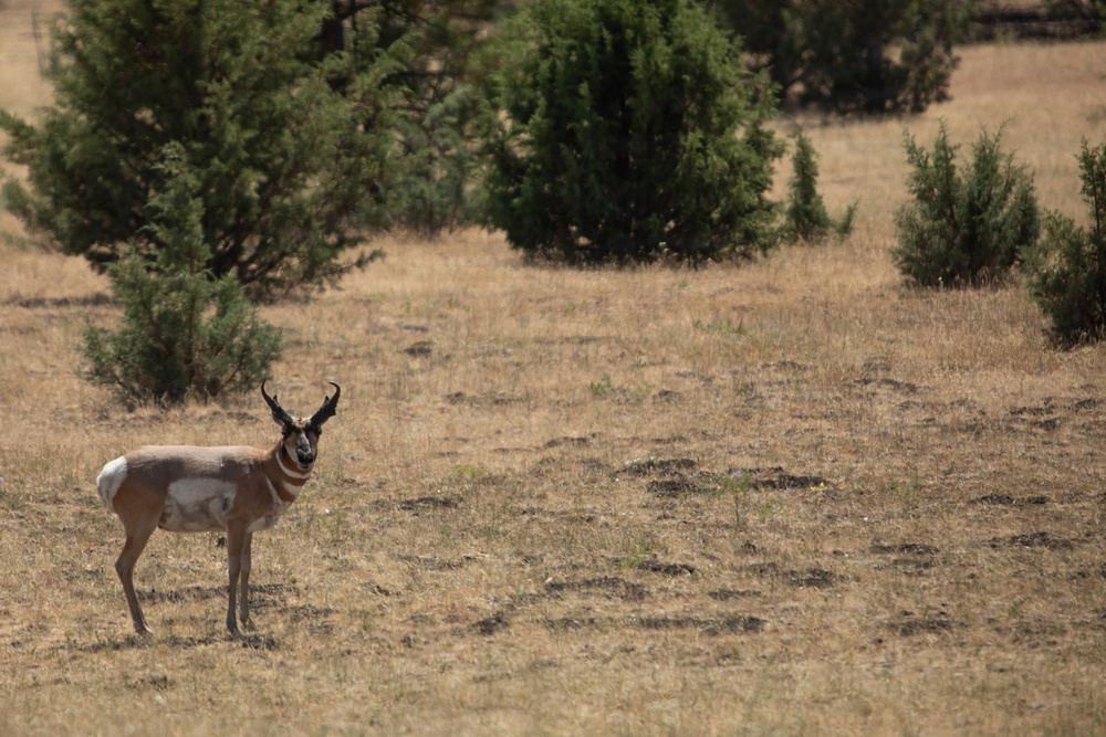 Pronghorn Antelope Near Brewer Fire