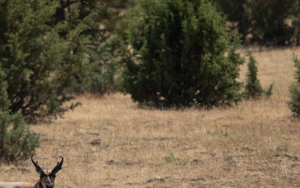 Pronghorn Antelope Near Brewer Fire