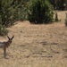 Pronghorn Antelope Near Brewer Fire
