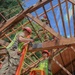 Beyond the Beauty: 201st RED HORSE Partners with the National Park Service to Preserve America’s Redwoods While Building Readiness