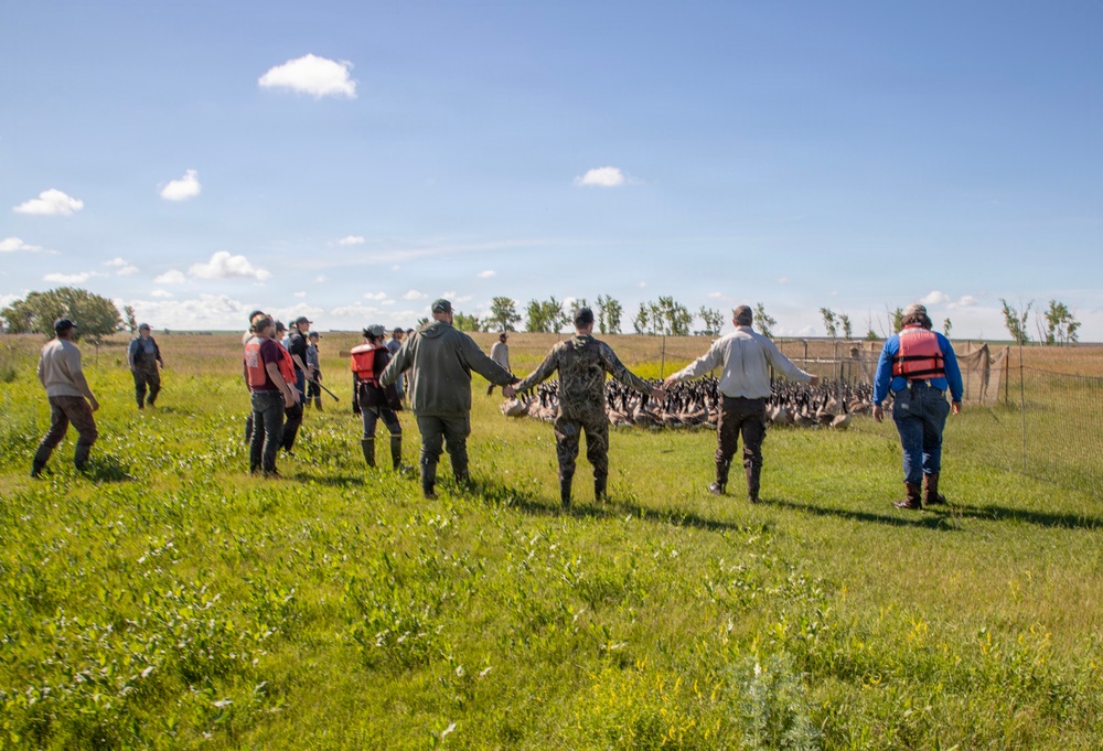 USACE, partner agencies band more than 650 geese during Lake Audubon conservation effort