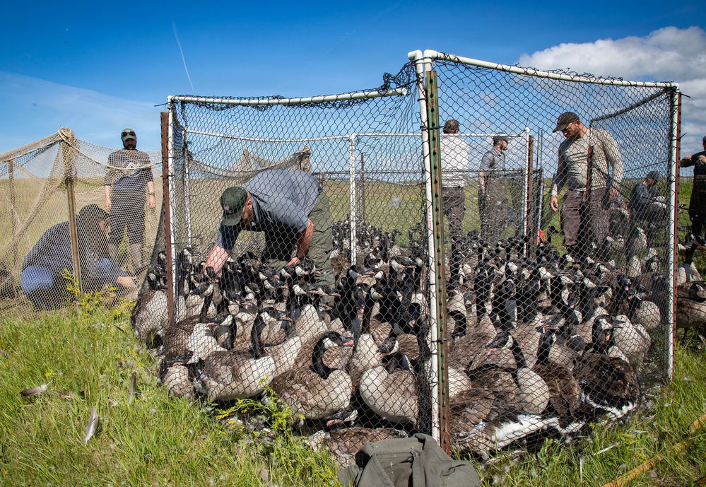 USACE, partner agencies band more than 650 geese during Lake Audubon conservation effort