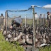 USACE, partner agencies band more than 650 geese during Lake Audubon conservation effort