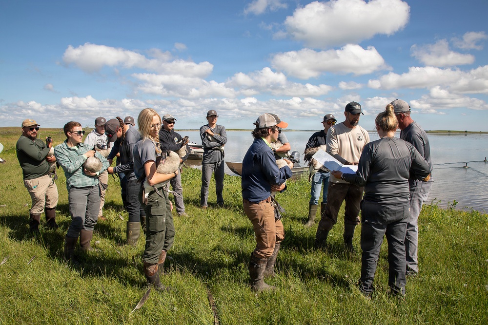 USACE, partner agencies band more than 650 geese during Lake Audubon conservation effort