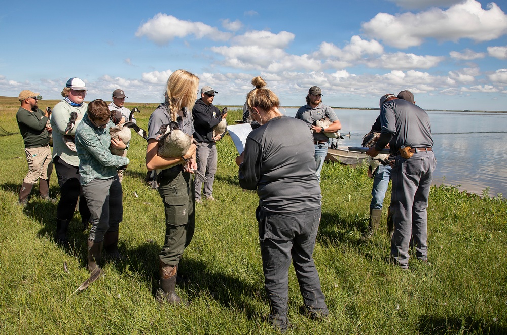 USACE, partner agencies band more than 650 geese during Lake Audubon conservation effort
