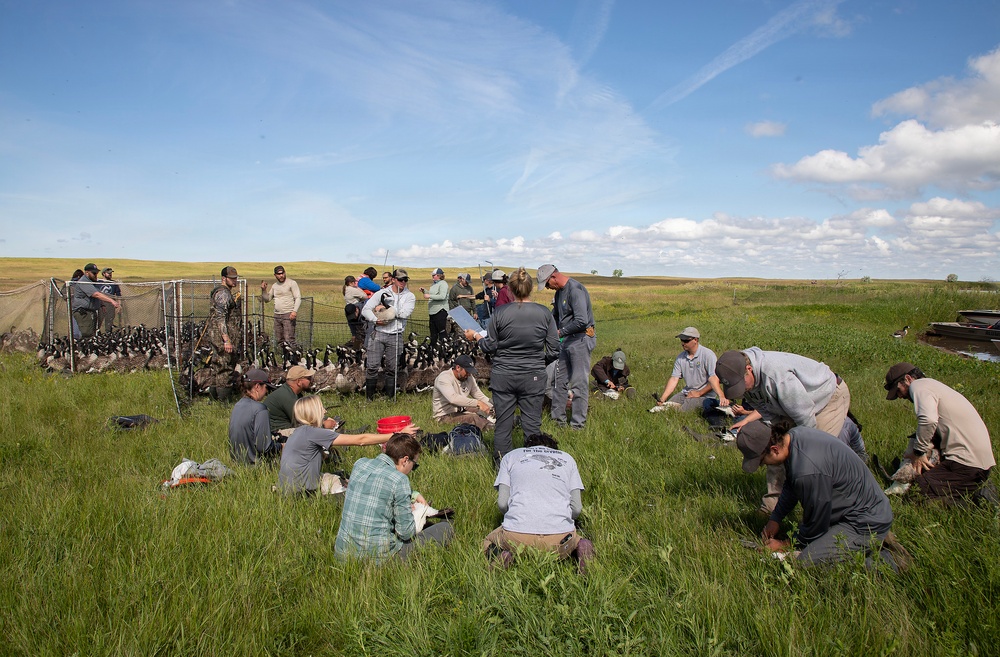USACE, partner agencies band more than 650 geese during Lake Audubon conservation effort