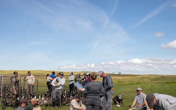 USACE, partner agencies band more than 650 geese during Lake Audubon conservation effort
