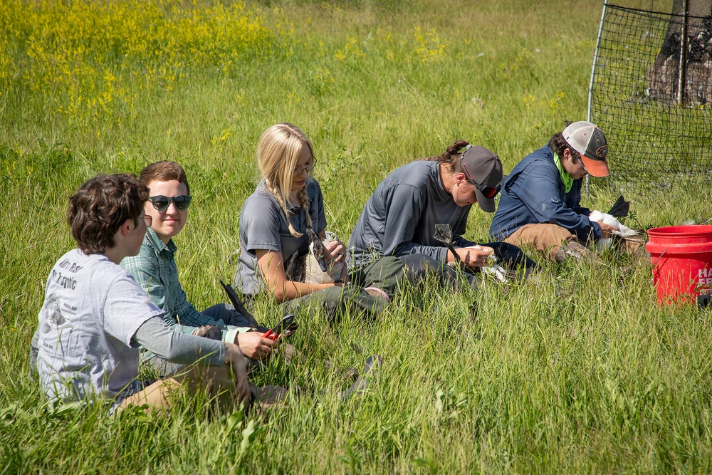 USACE, partner agencies band more than 650 geese during Lake Audubon conservation effort