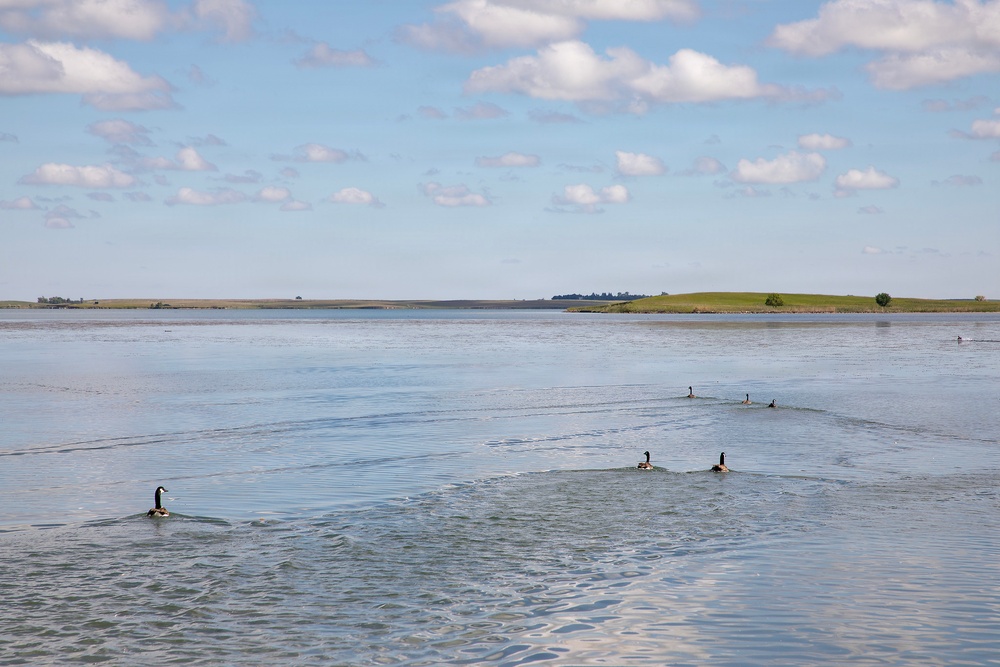 USACE, partner agencies band more than 650 geese during Lake Audubon conservation effort