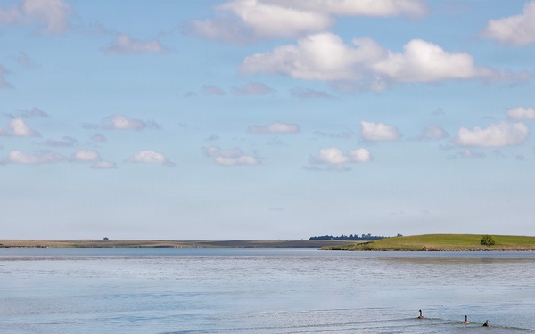 USACE, partner agencies band more than 650 geese during Lake Audubon conservation effort