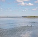 USACE, partner agencies band more than 650 geese during Lake Audubon conservation effort