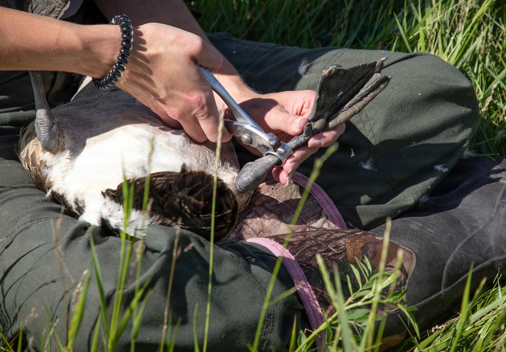 USACE, partner agencies band more than 650 geese during Lake Audubon conservation effort