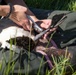 USACE, partner agencies band more than 650 geese during Lake Audubon conservation effort