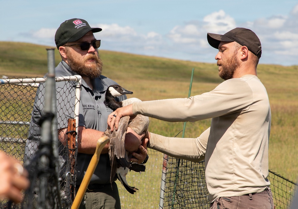 USACE, partner agencies band more than 650 geese during Lake Audubon conservation effort
