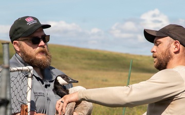 USACE, partner agencies band more than 650 geese during Lake Audubon conservation effort
