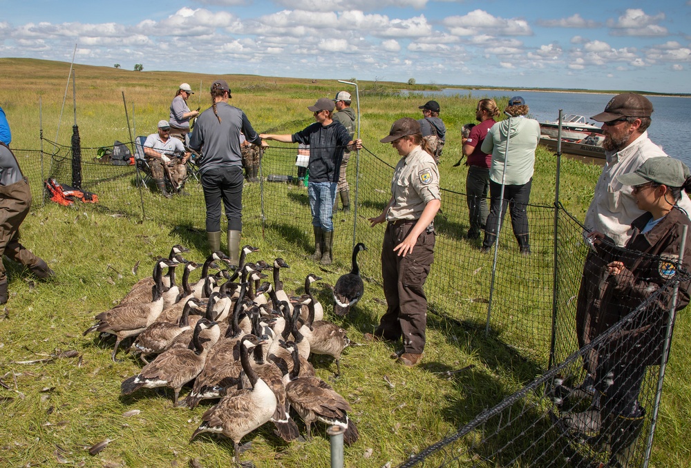 USACE, partner agencies band more than 650 geese during Lake Audubon conservation effort