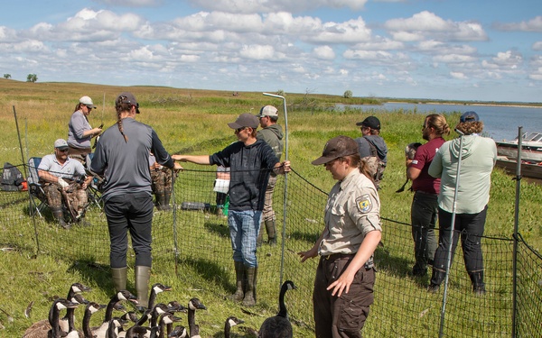 USACE, partner agencies band more than 650 geese during Lake Audubon conservation effort