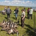 USACE, partner agencies band more than 650 geese during Lake Audubon conservation effort