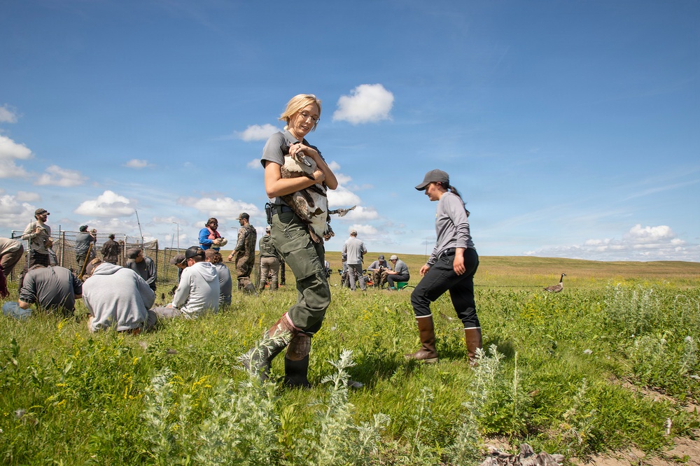 USACE, partner agencies band more than 650 geese during Lake Audubon conservation effort