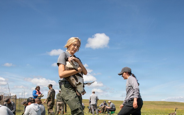 USACE, partner agencies band more than 650 geese during Lake Audubon conservation effort