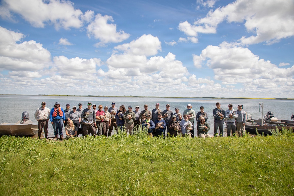 USACE, partner agencies band more than 650 geese during Lake Audubon conservation effort