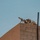 A military sniper or designated marksman is positioned in a prone firing position on top of a flat-roofed concrete block building. The individual is equipped with camouflage gear and a scoped rifle mounted on a bipod, aimed outward from the rooftop. The setting appears to be an arid or desert environment based on the building construction style and sky conditions.