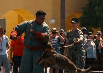 A military K9 demonstration is taking place outdoors, where a military working dog is biting the padded arm of a decoy wearing a protective bite suit. A service member in camouflage uniform holds the dog's leash while a crowd of civilian spectators watches and records the event on their phones. The setting appears to be a military base open house or public demonstration event.
