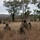 Predator’s Run 26: MRF-D Marines conduct multinational live-fire mortar exercise Predator’s Run 26: MRF-D Marines conduct multinational live-fire mortar exercise