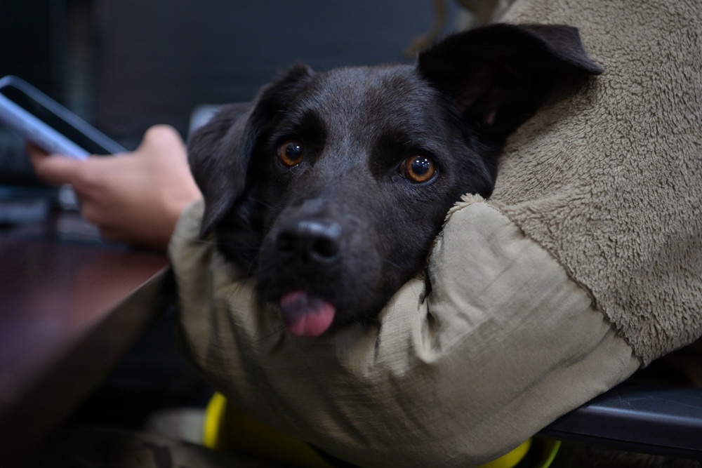 Coffee and Pups Event