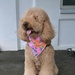 Coffee and Pups Event
