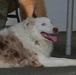 Coffee and Pups Event