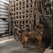 341st SFS K-9 team enhances explosive detection readiness with interagency partners
