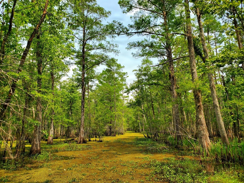 ERDC-EL researchers join USACE New Orleans District-led Maurepas Swamp Project