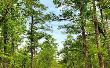 ERDC-EL researchers join USACE New Orleans District-led Maurepas Swamp Project