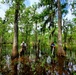ERDC-EL researchers join USACE New Orleans District-led Maurepas Swamp Project